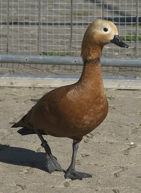 勒布朗